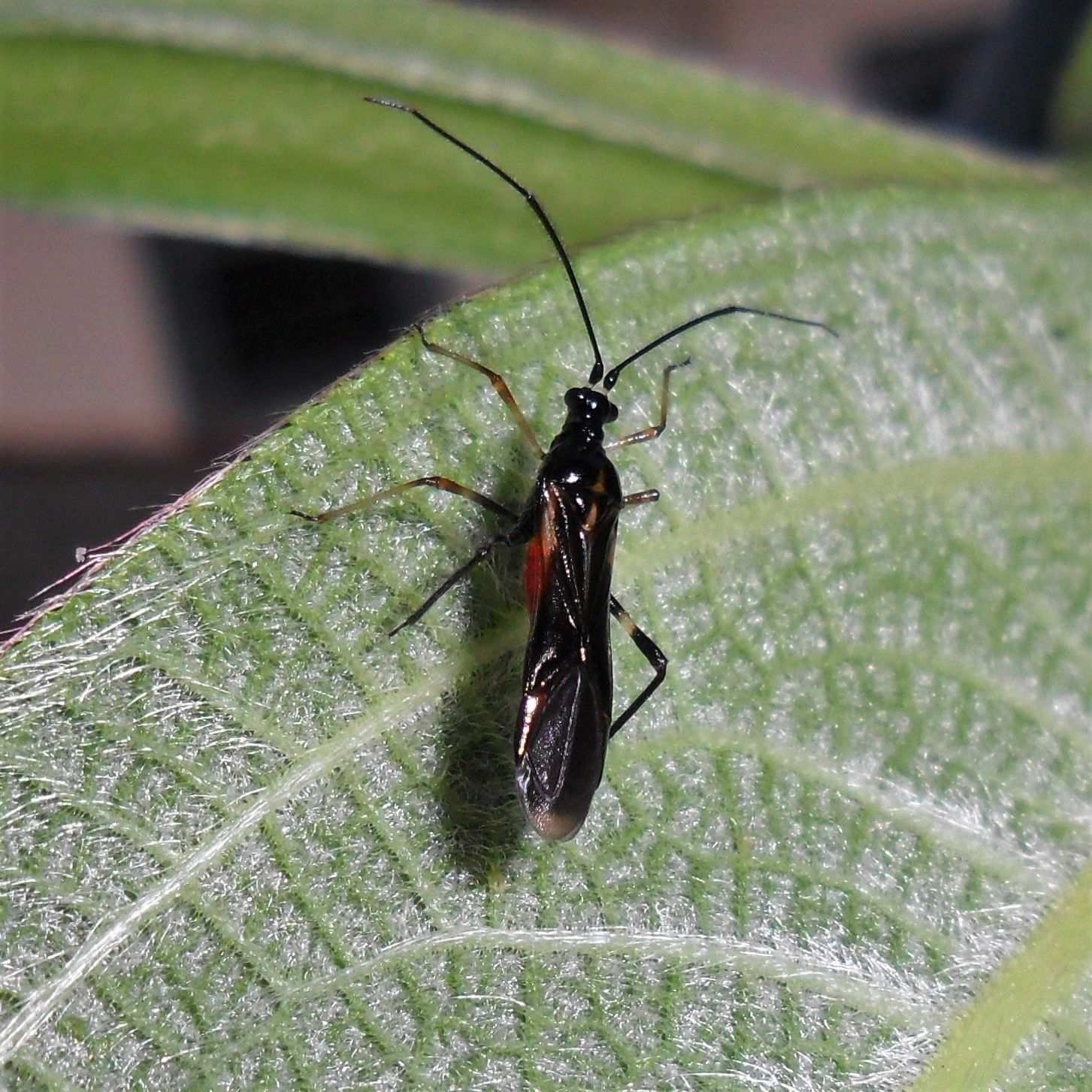 Monalonion annulipes