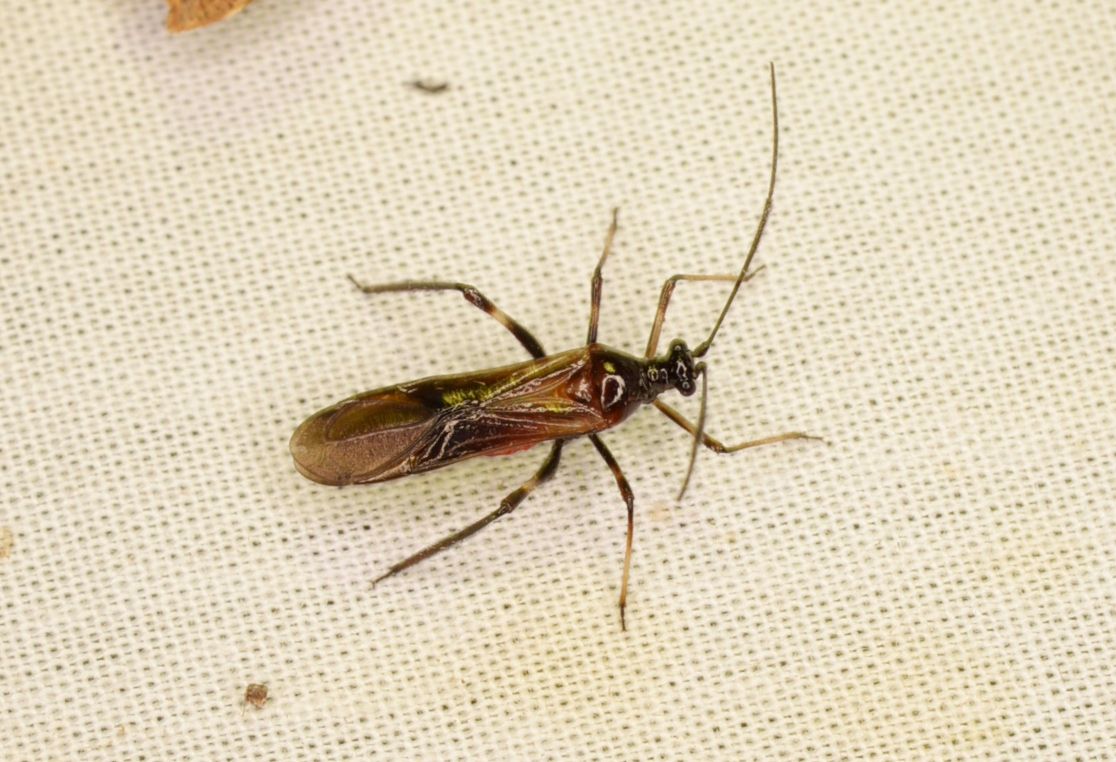 Monalonion annulipes