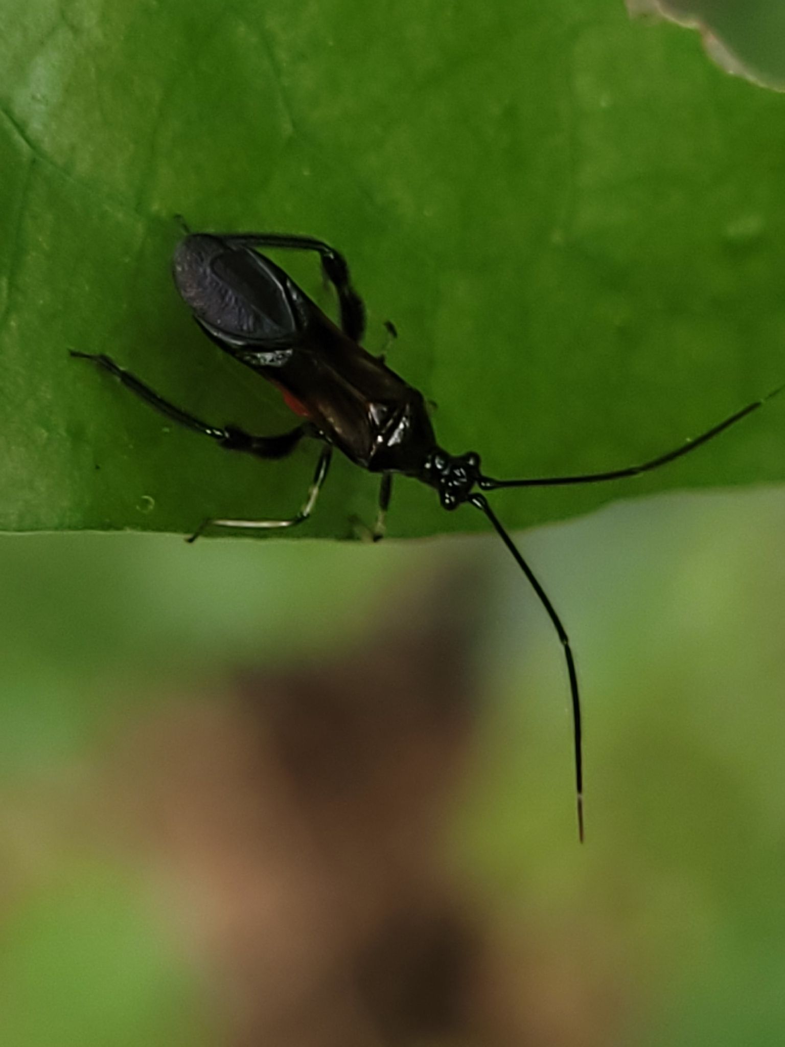 Monalonion annulipes
