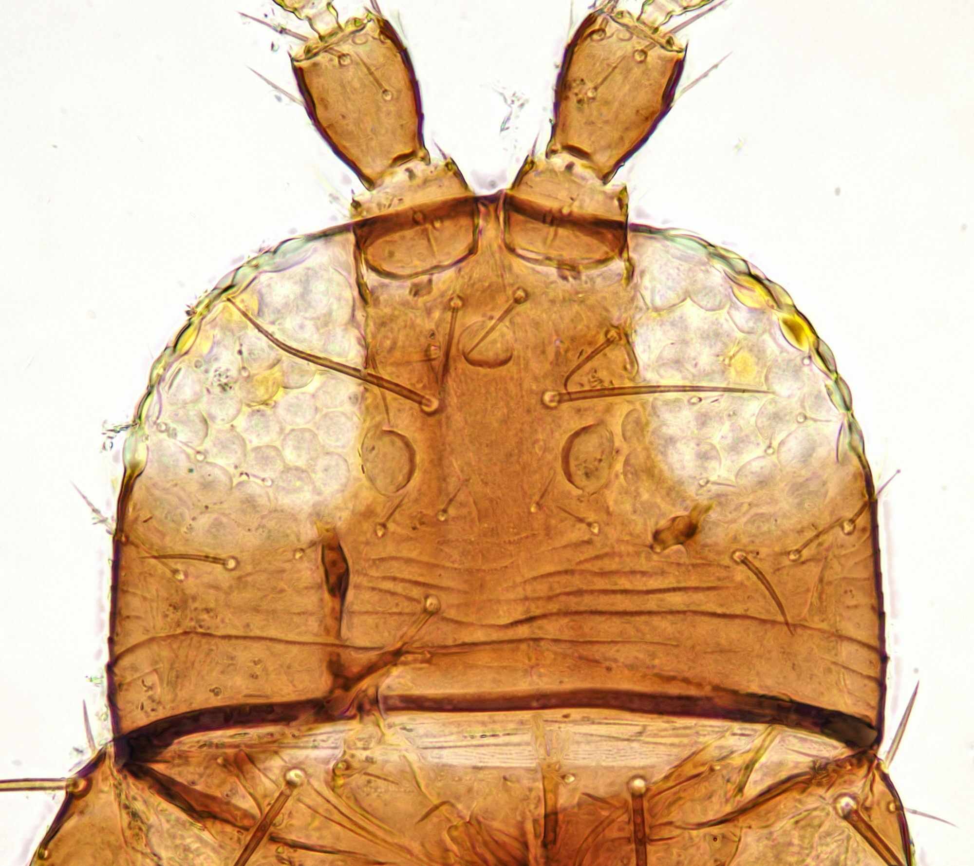Frankliniella intonsa