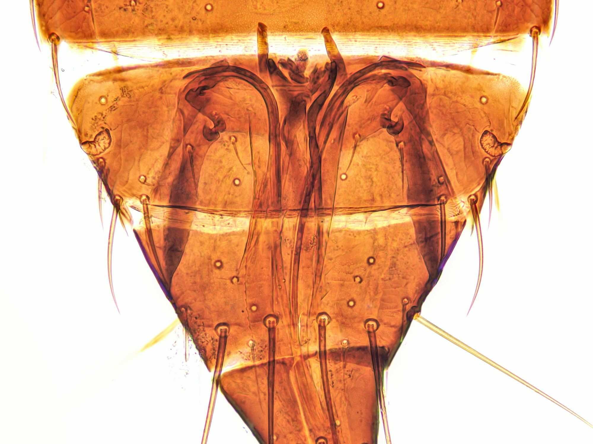 Frankliniella intonsa