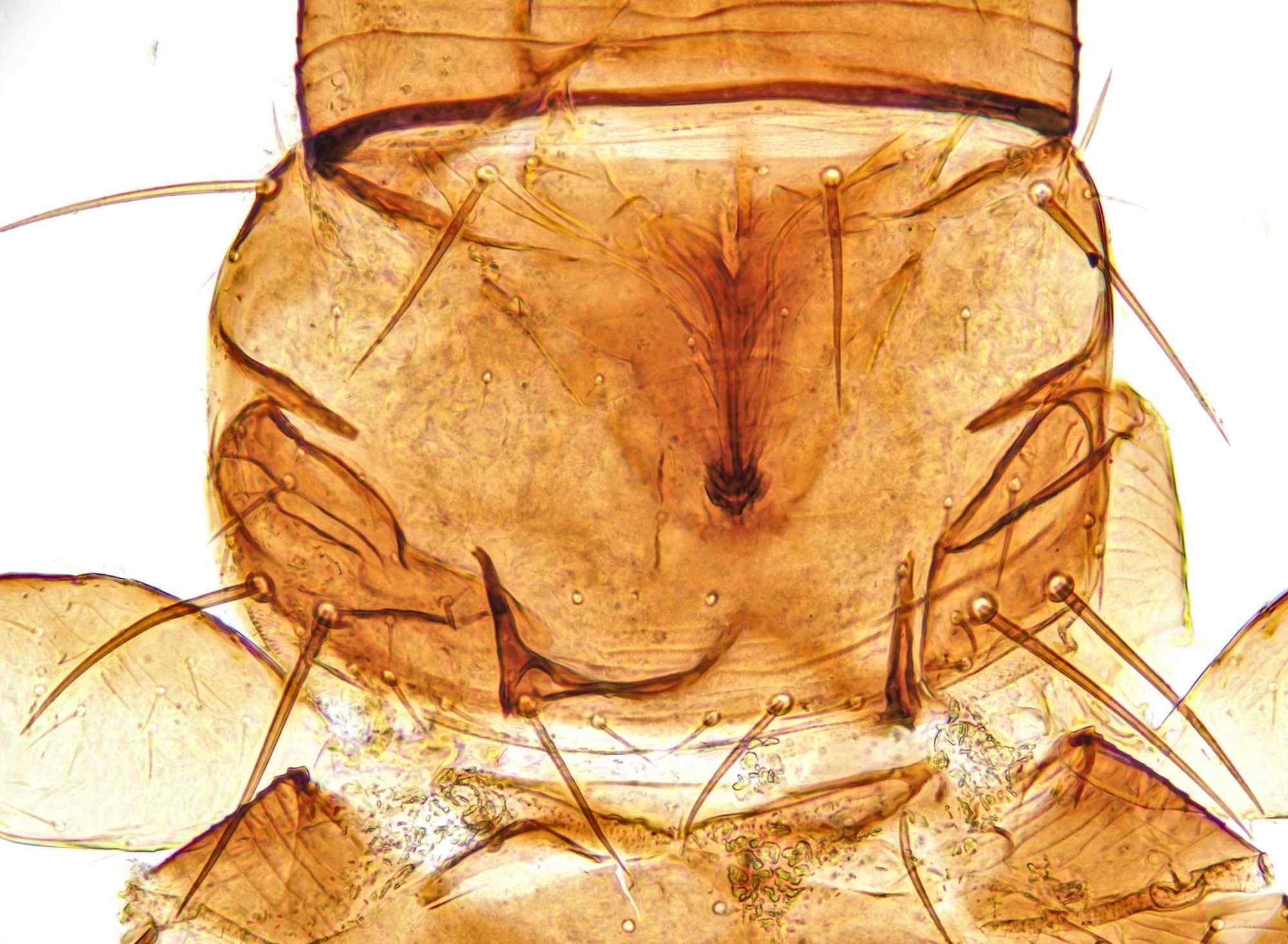Frankliniella intonsa