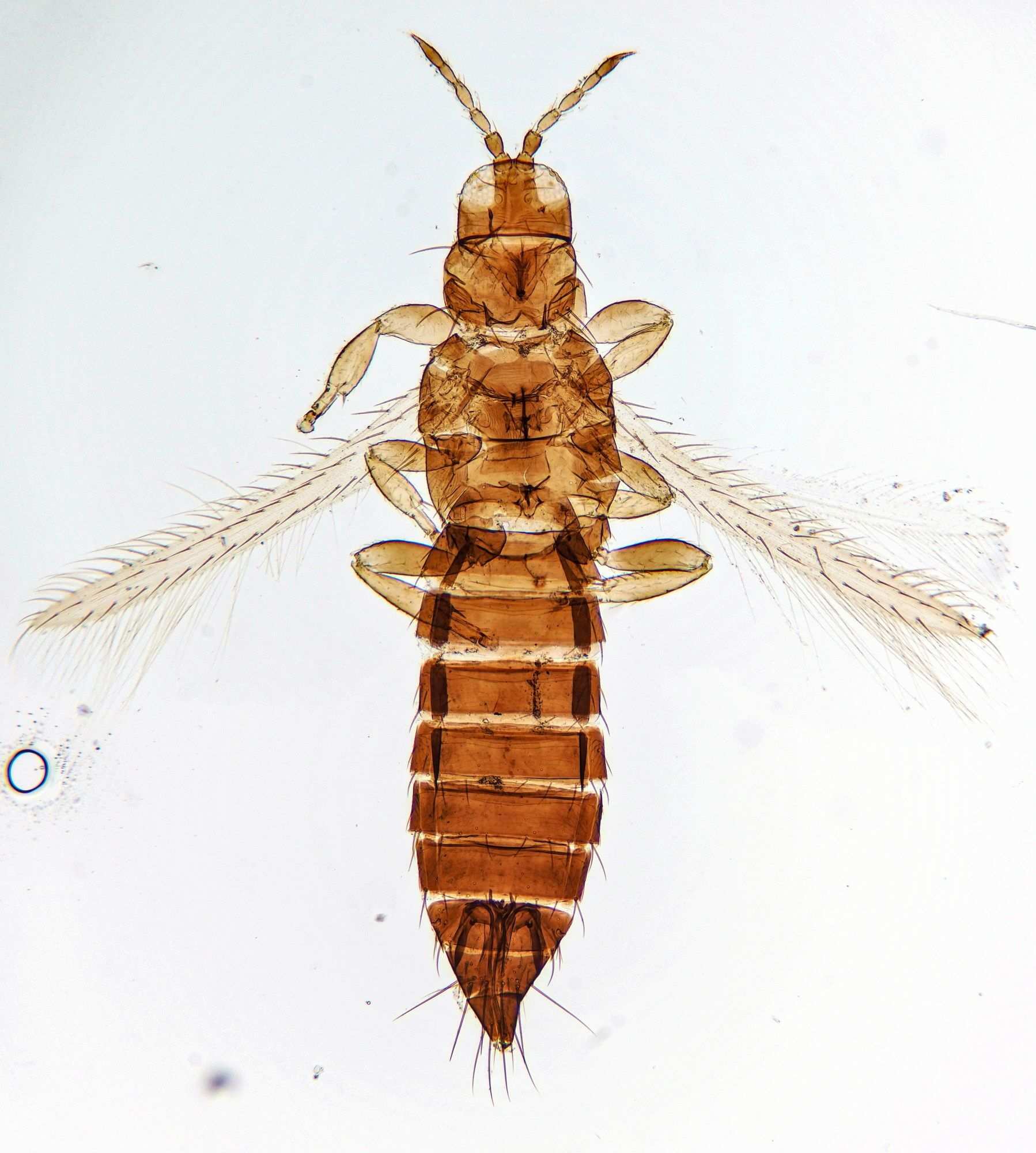 Frankliniella intonsa