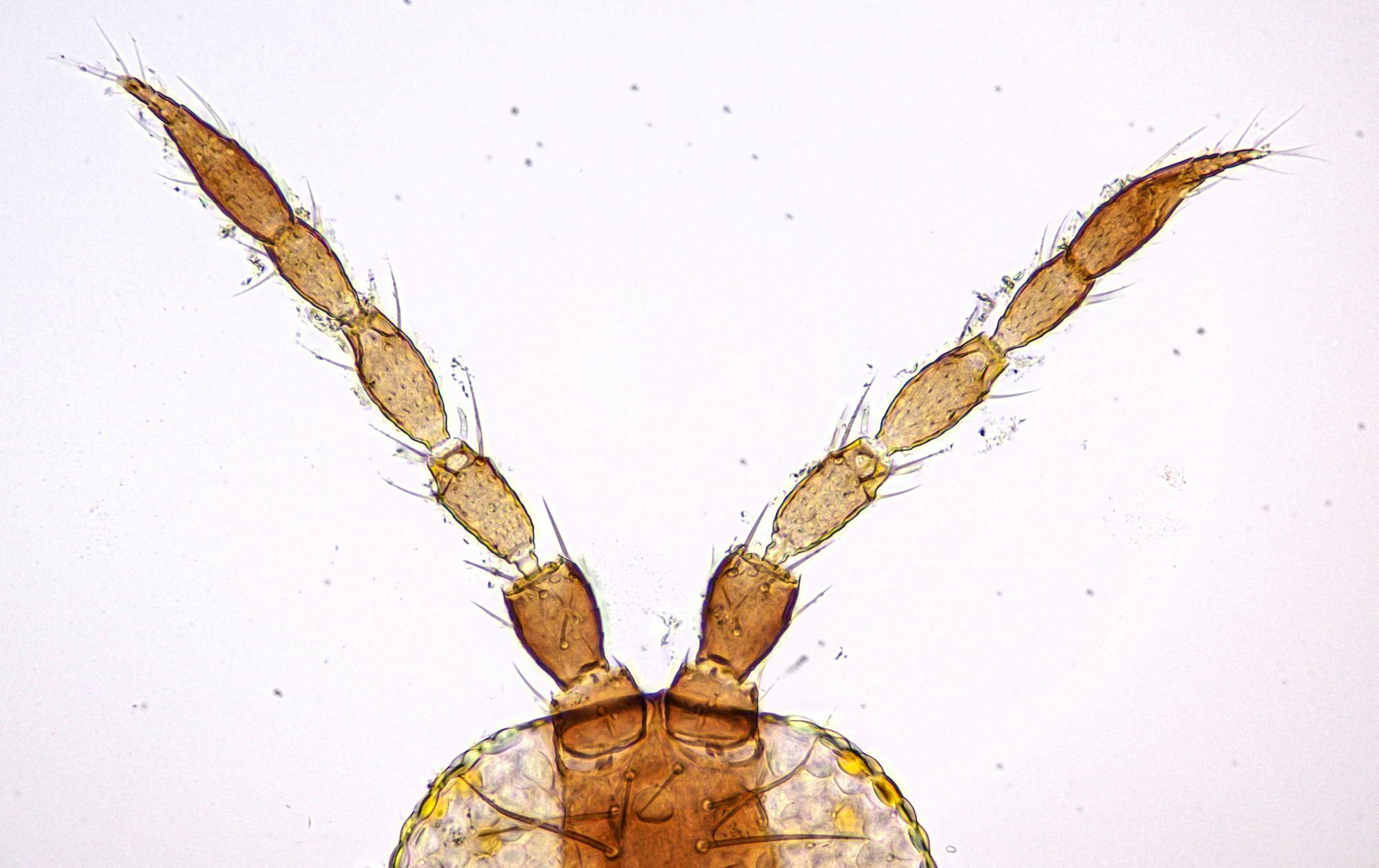 Frankliniella intonsa