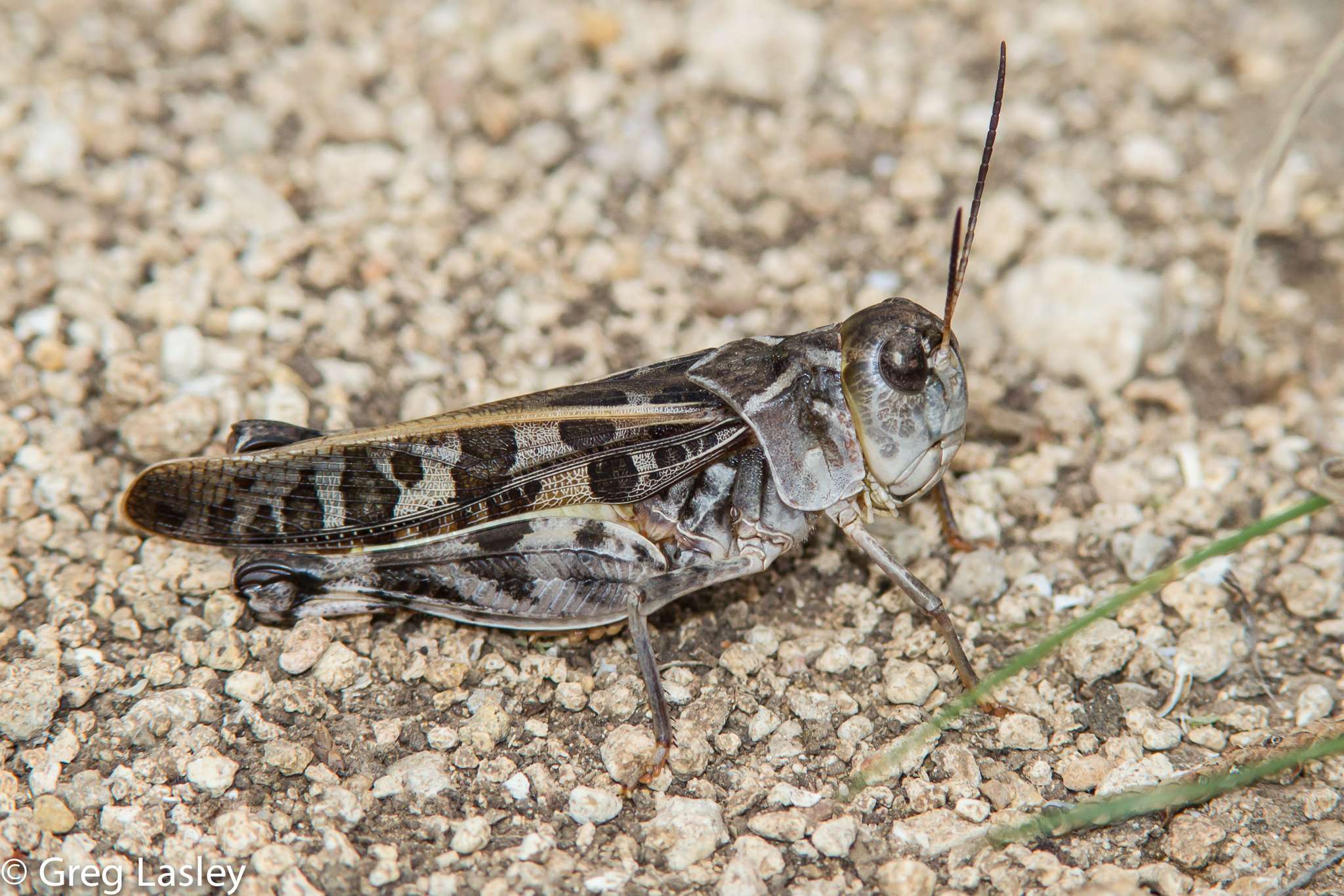 Hippiscus ocelote