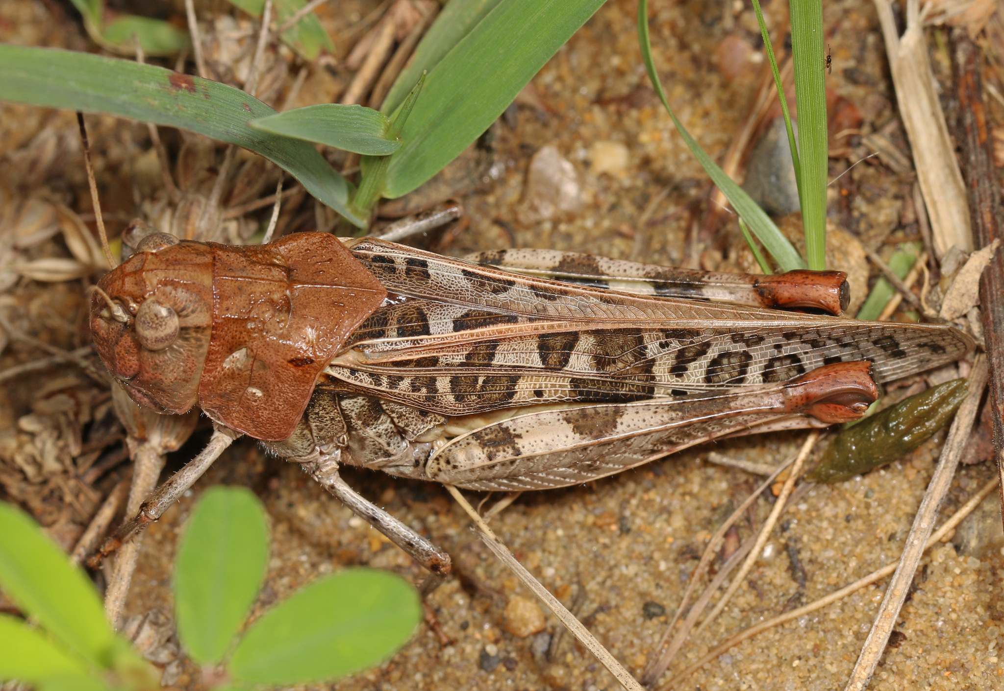 Hippiscus ocelote