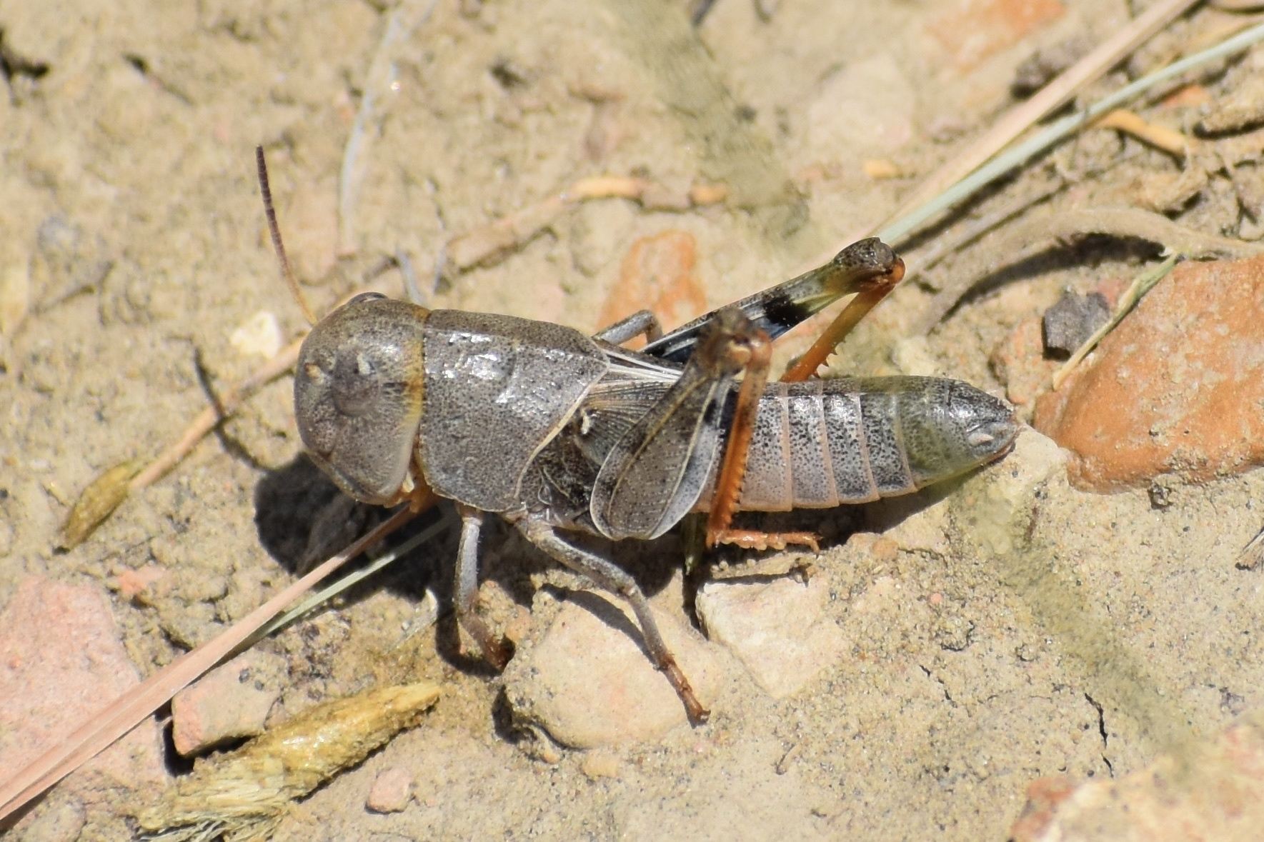 Hippiscus ocelote