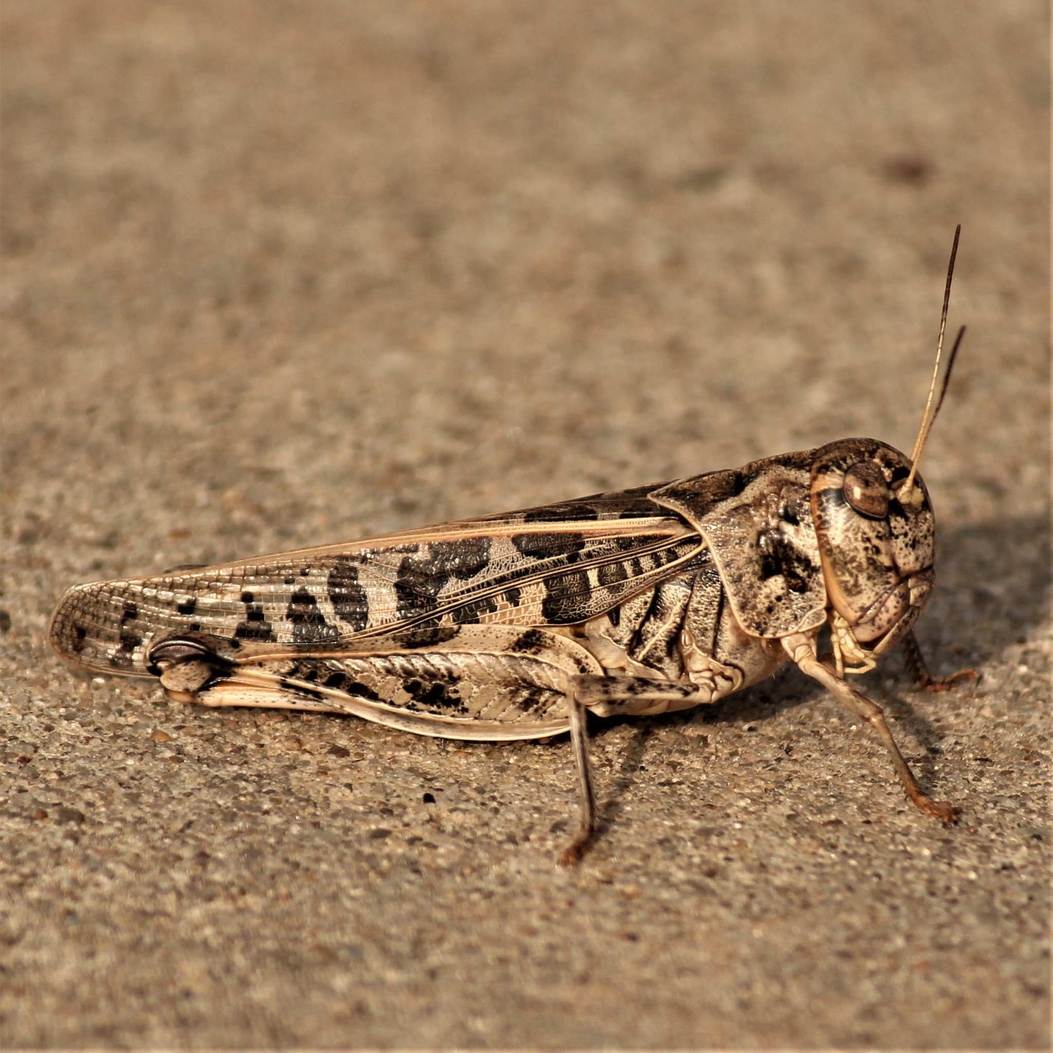 Hippiscus ocelote
