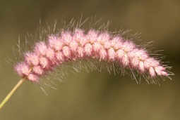 Cenchrus pedicellatus