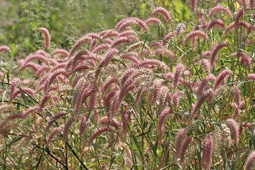 Cenchrus pedicellatus