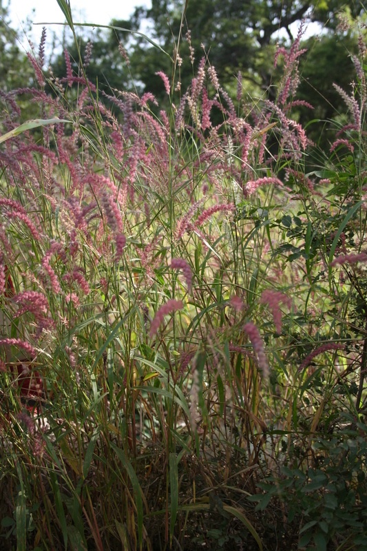 Cenchrus pedicellatus