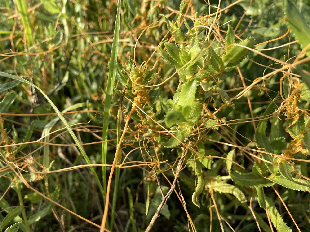 Cuscuta squamata
