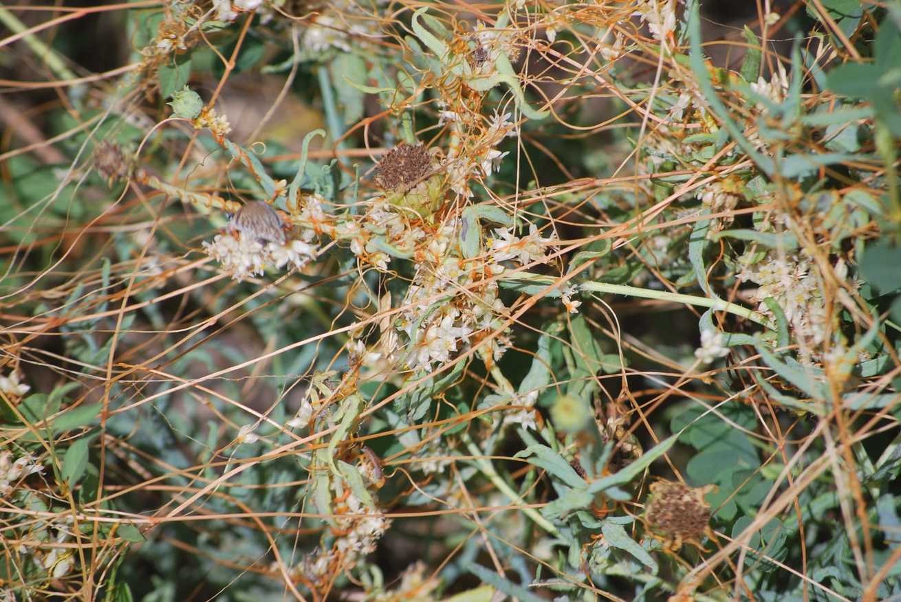 Cuscuta squamata