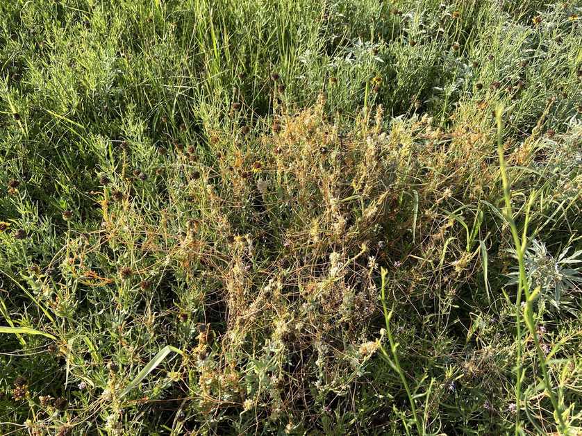 Cuscuta squamata