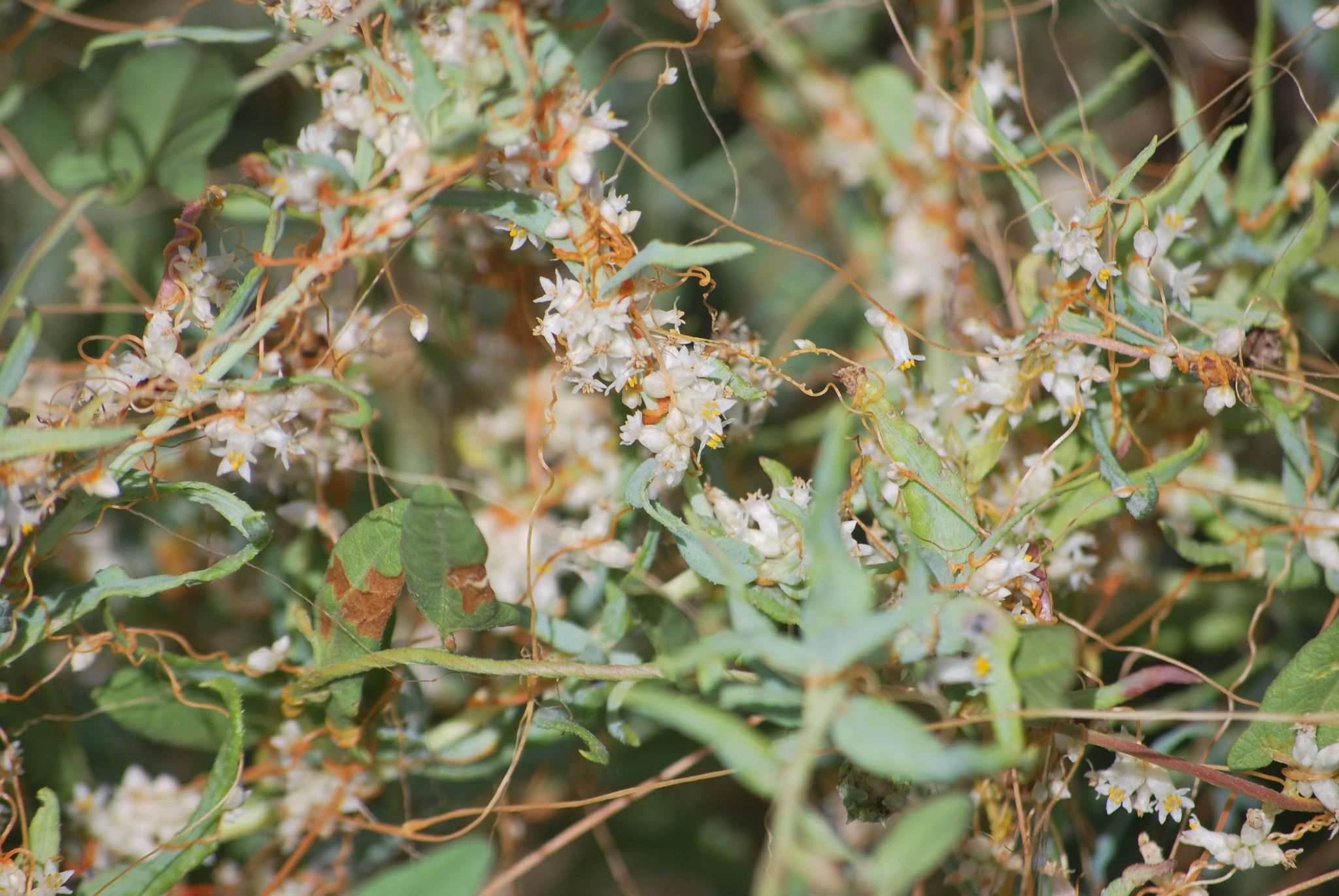 Cuscuta squamata