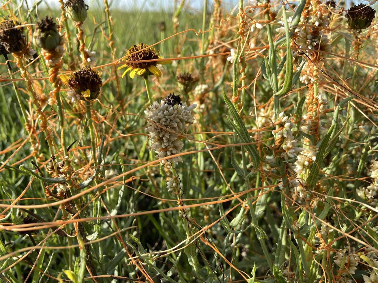 Cuscuta squamata
