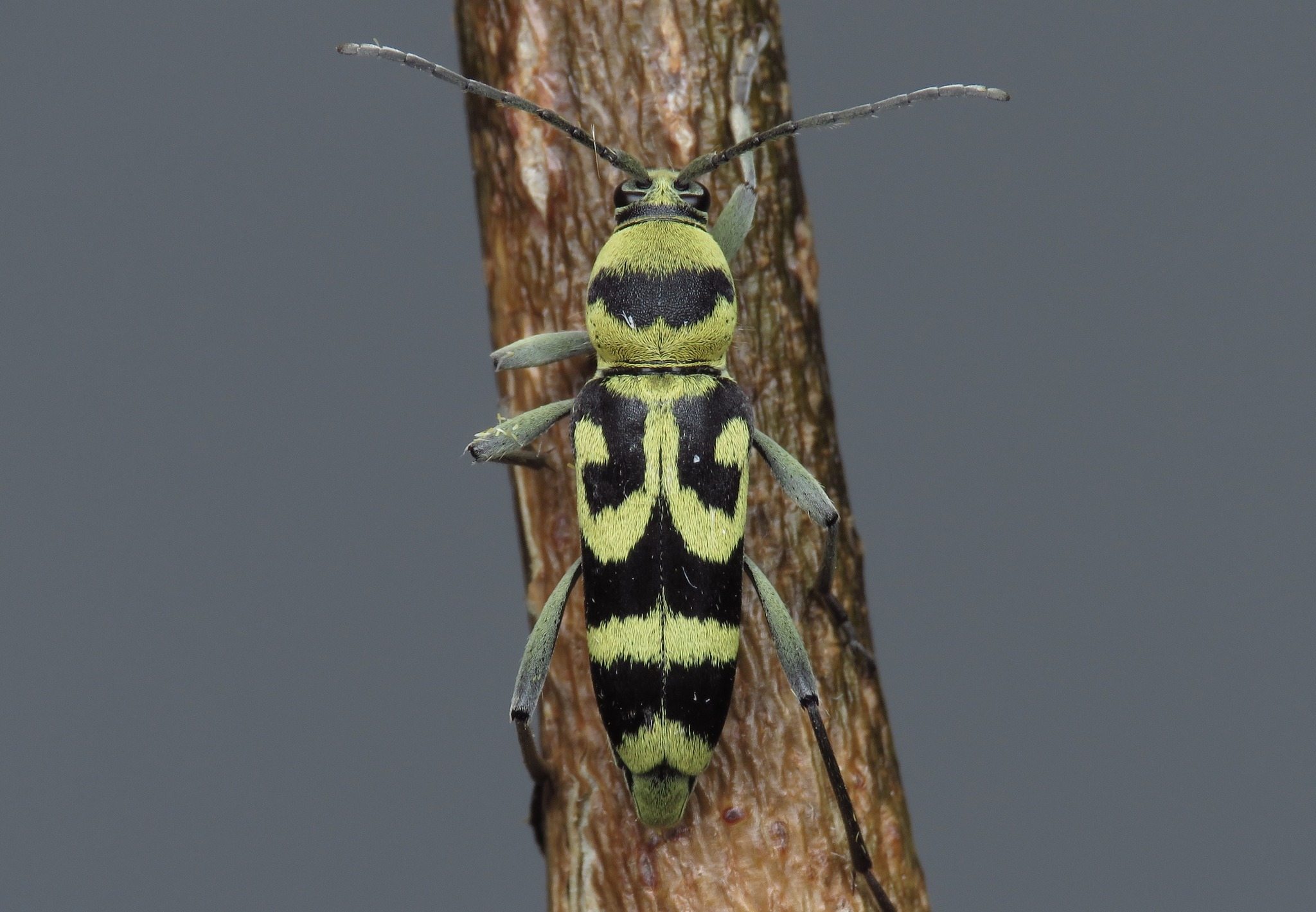 Chlorophorus