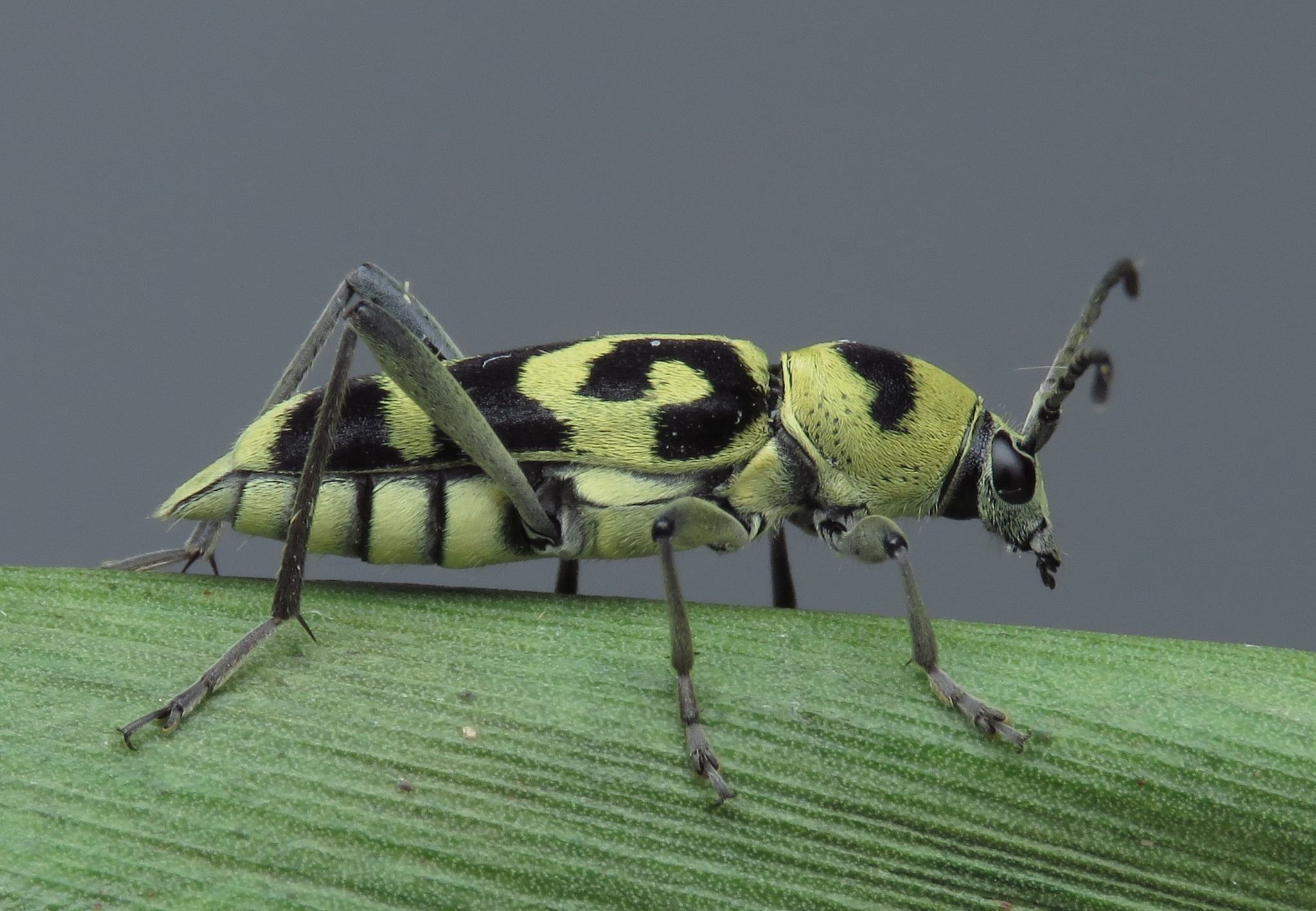 Chlorophorus