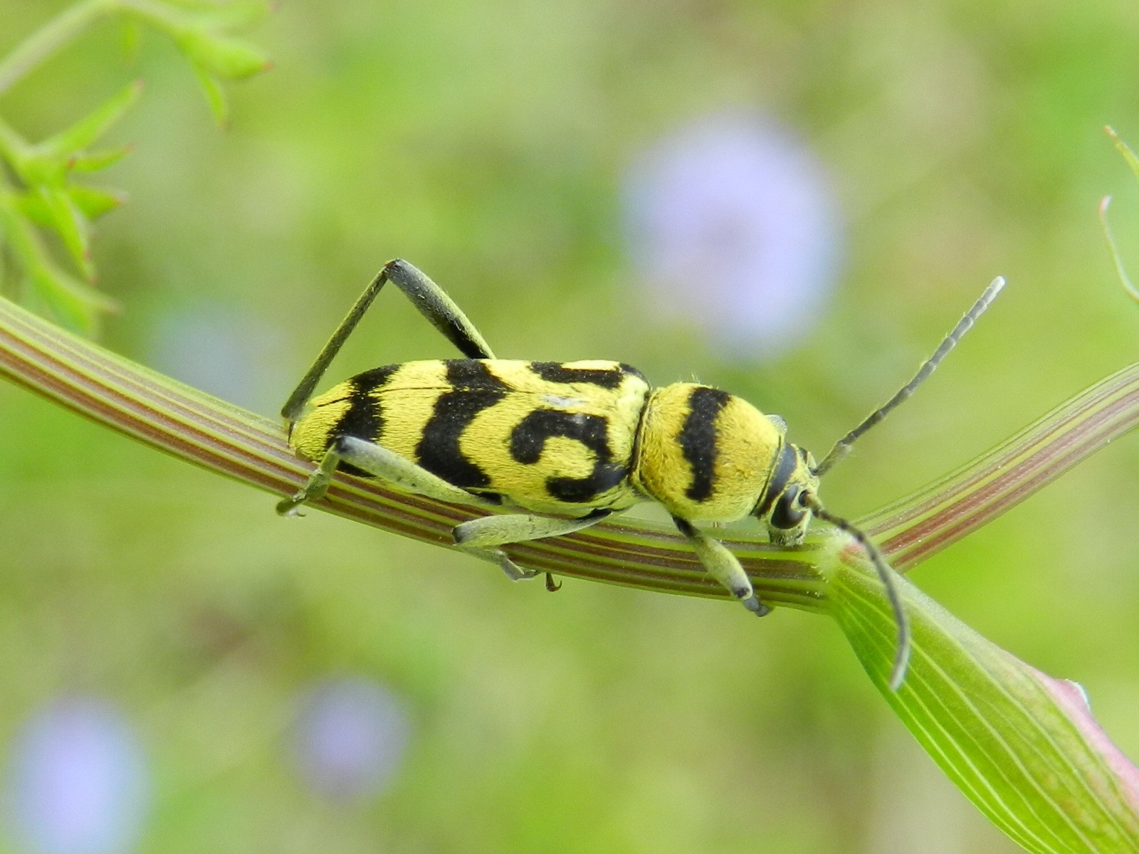Chlorophorus