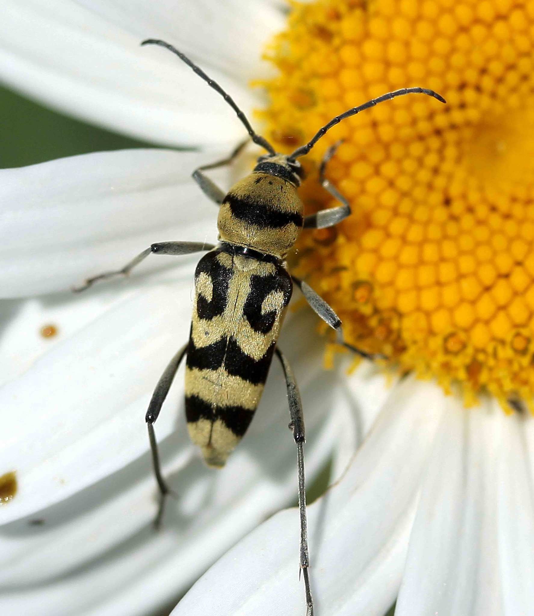 Chlorophorus