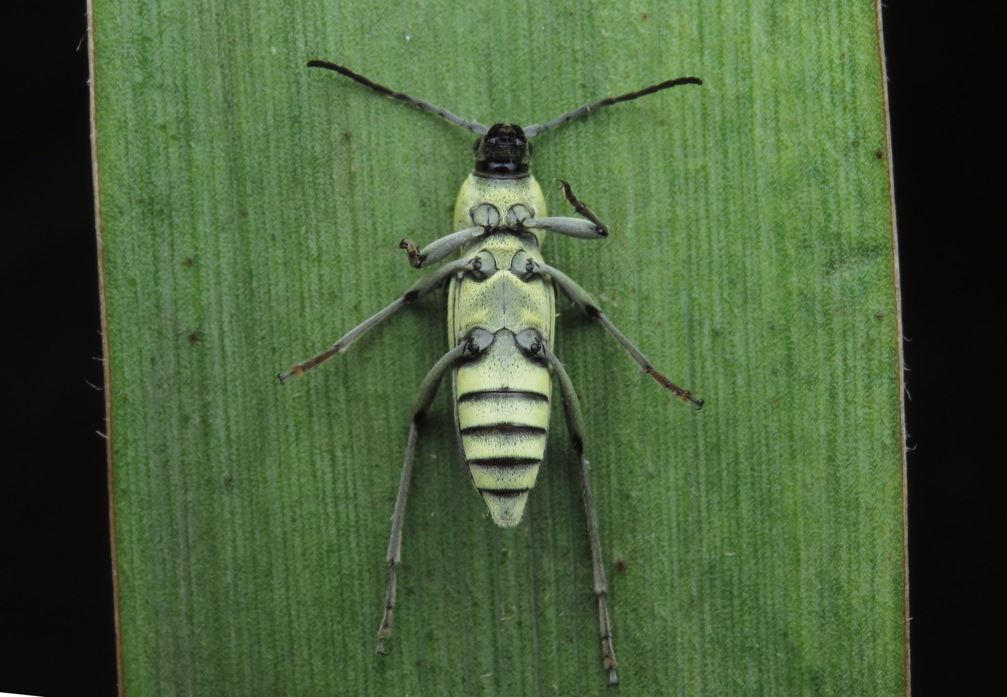 Chlorophorus