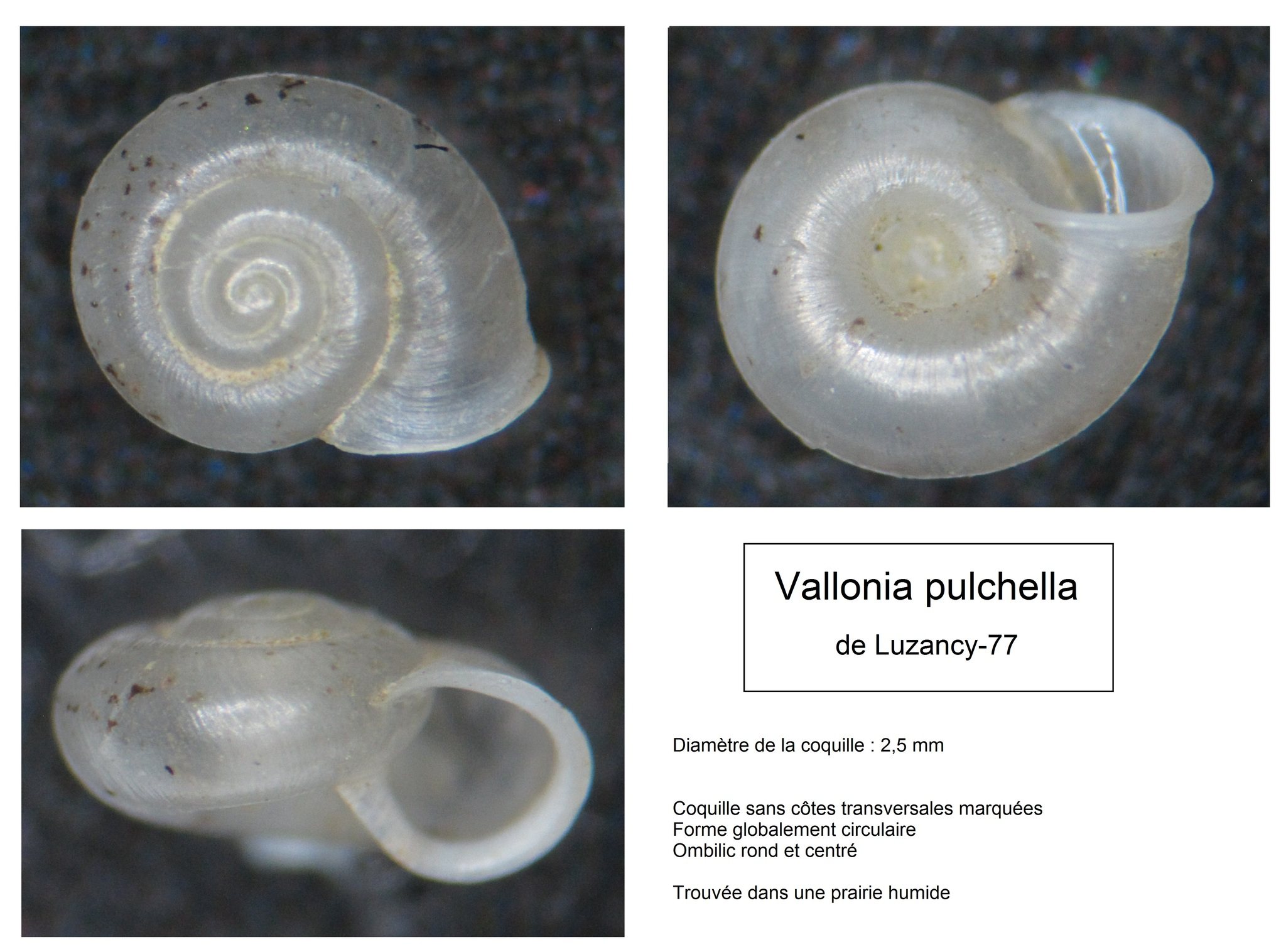 Vallonia excentrica