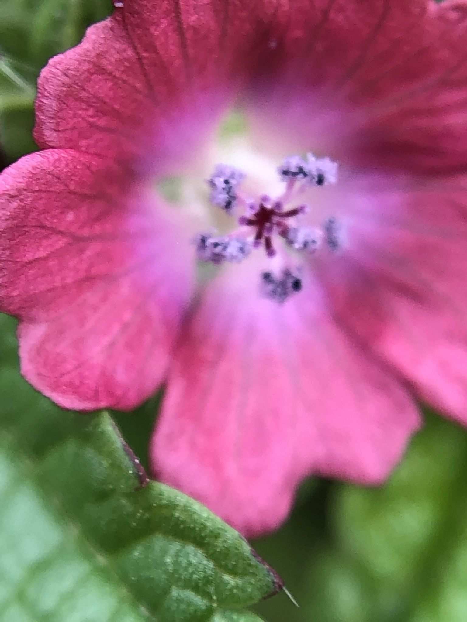 Fuertesimalva peruviana