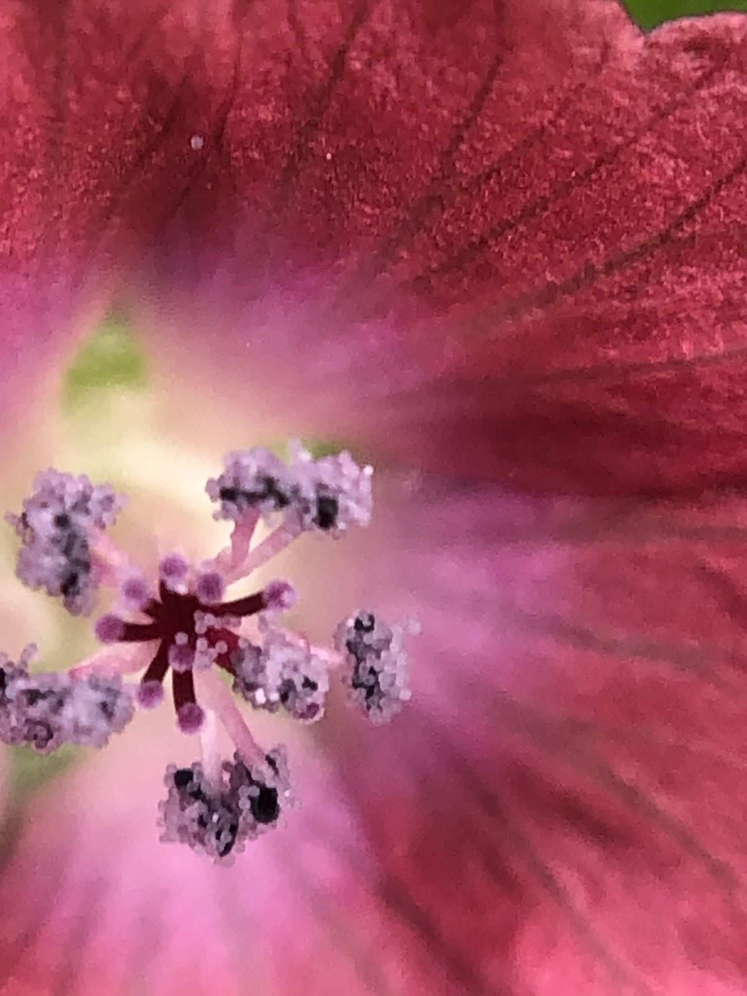 Fuertesimalva peruviana