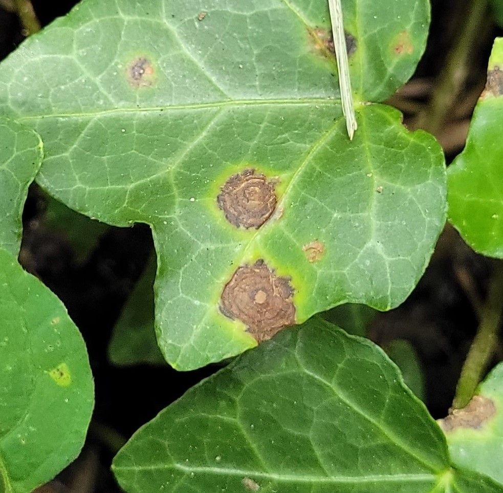 Colletotrichum trichellum