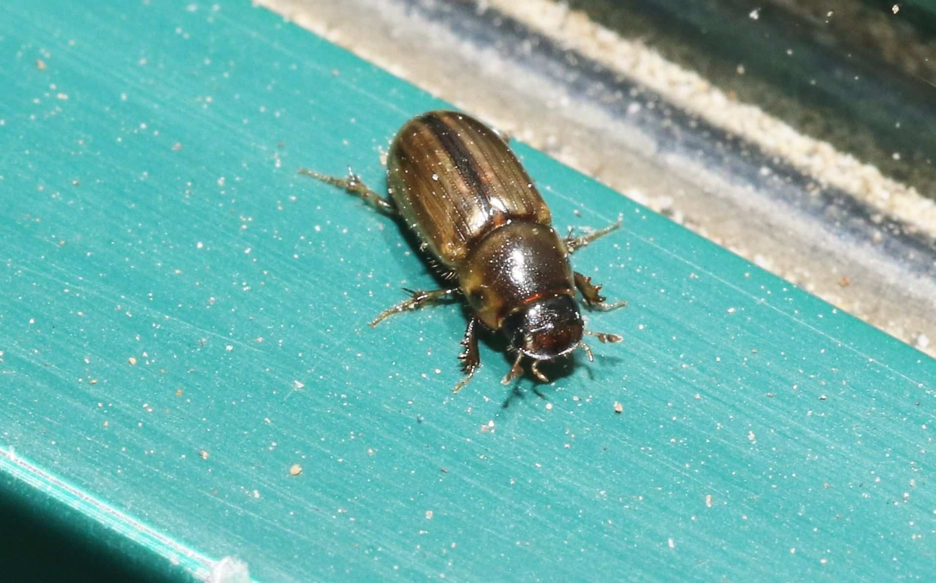 Aphodius lividus