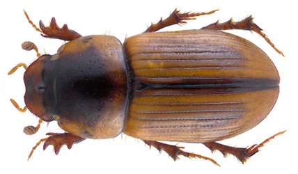 Aphodius lividus