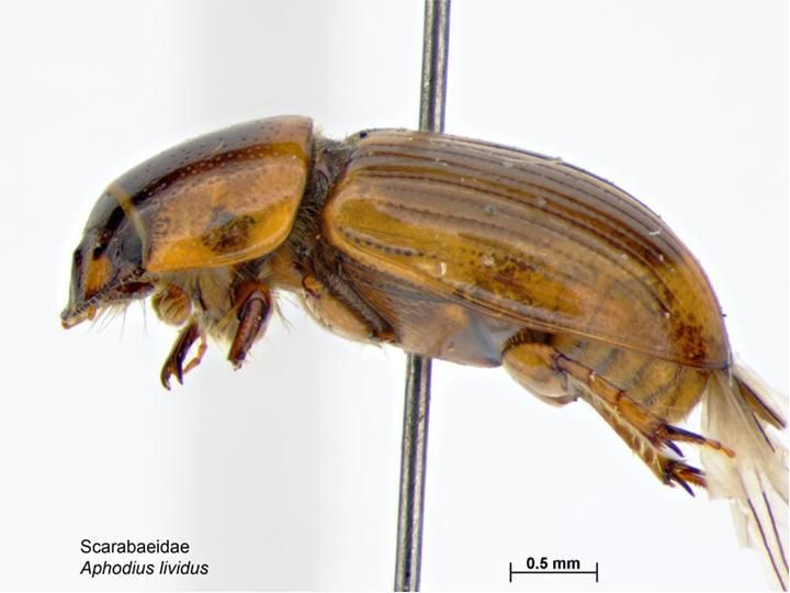 Aphodius lividus