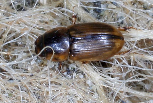Aphodius lividus