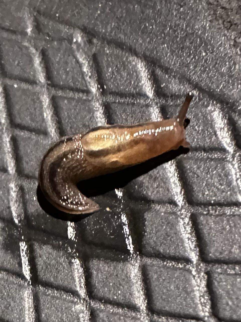 Ambigolimax nyctelius
