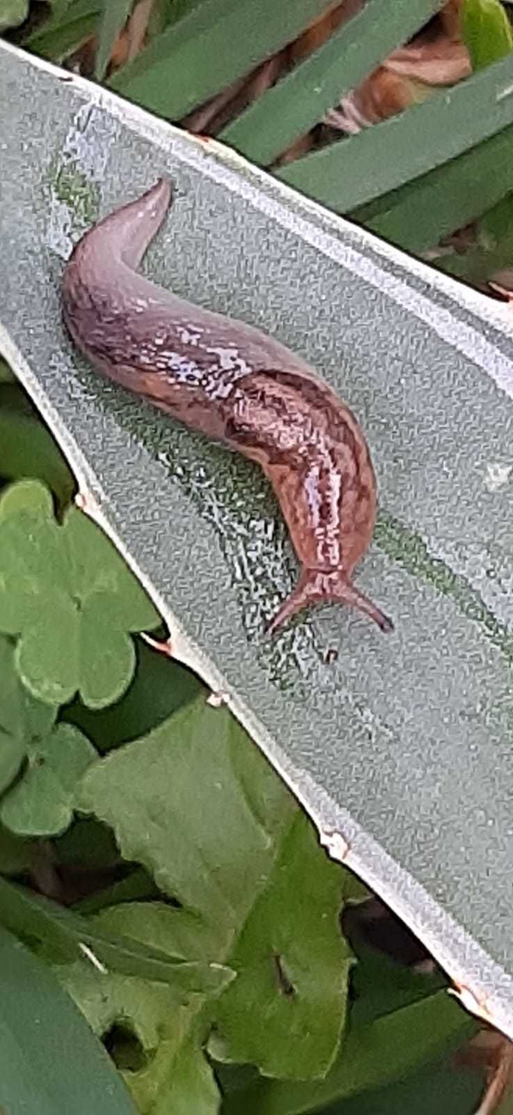 Ambigolimax nyctelius