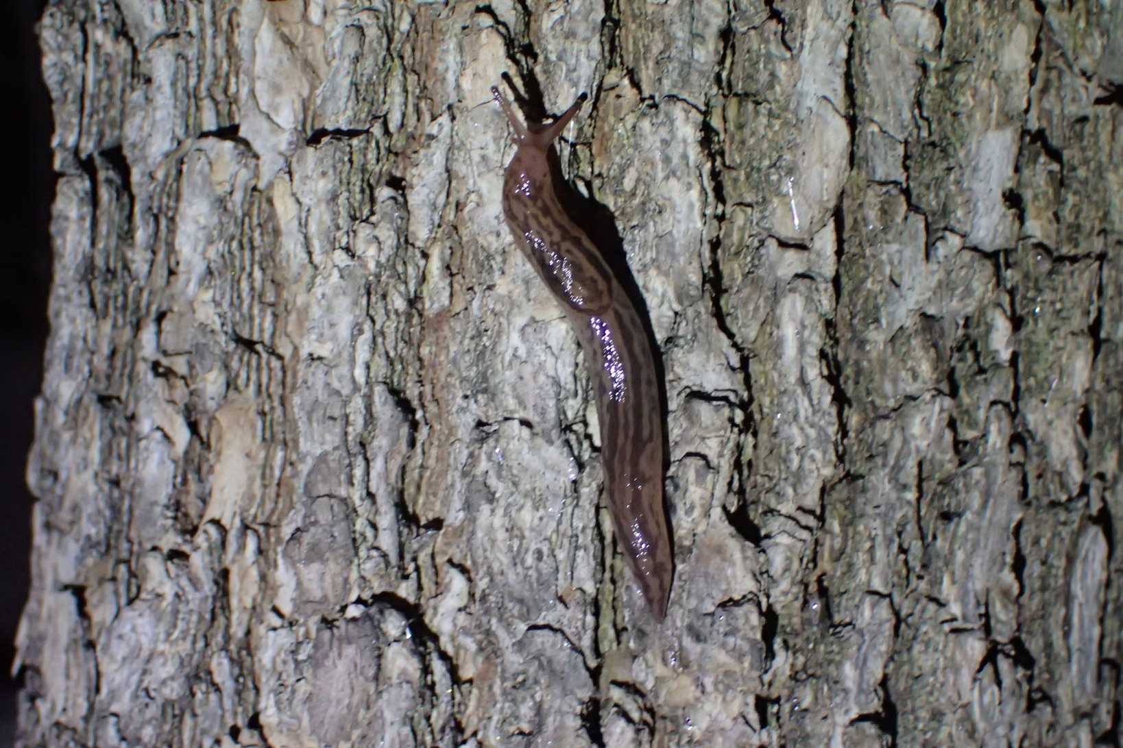 Ambigolimax nyctelius
