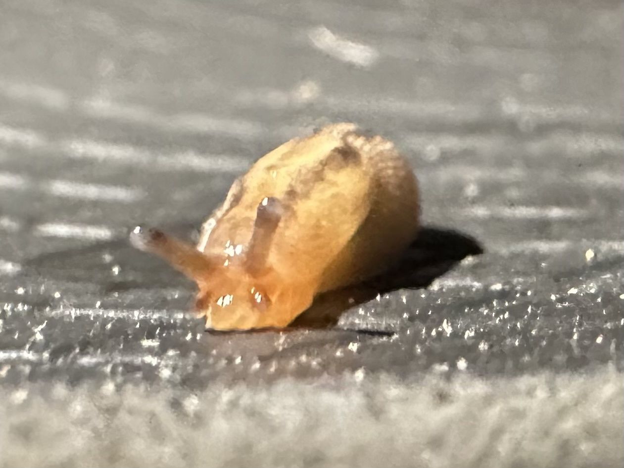 Ambigolimax nyctelius
