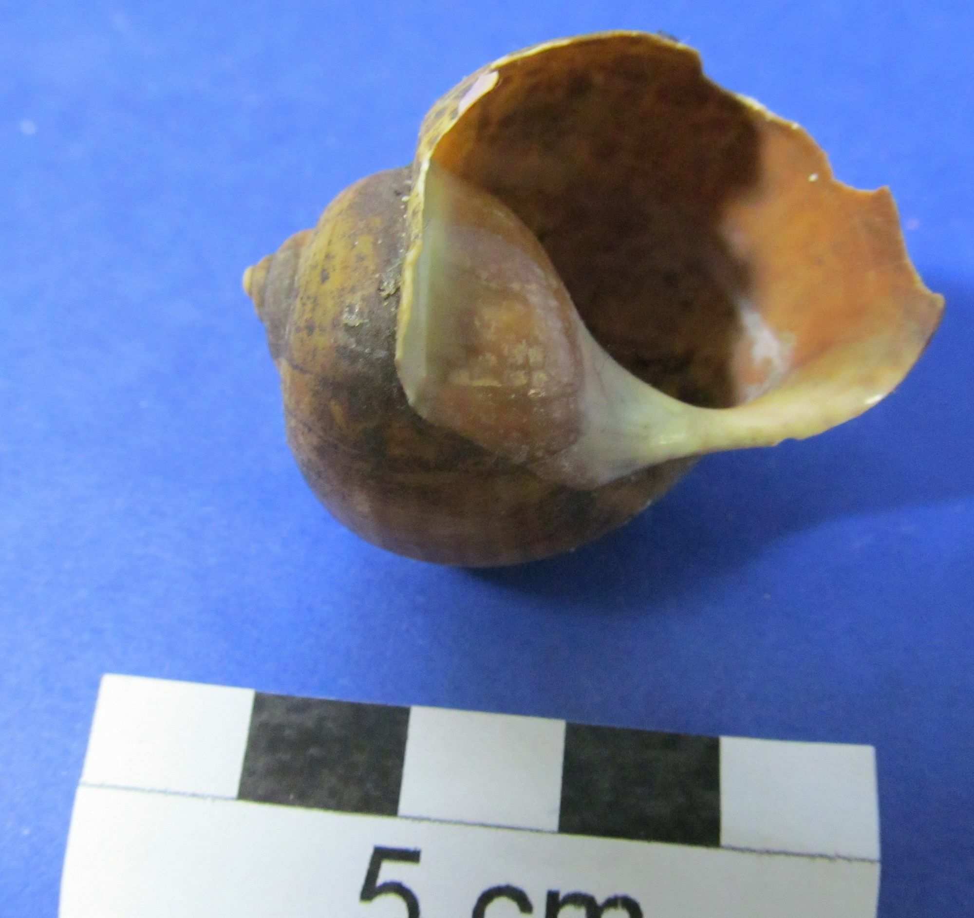 Pomacea linnaei