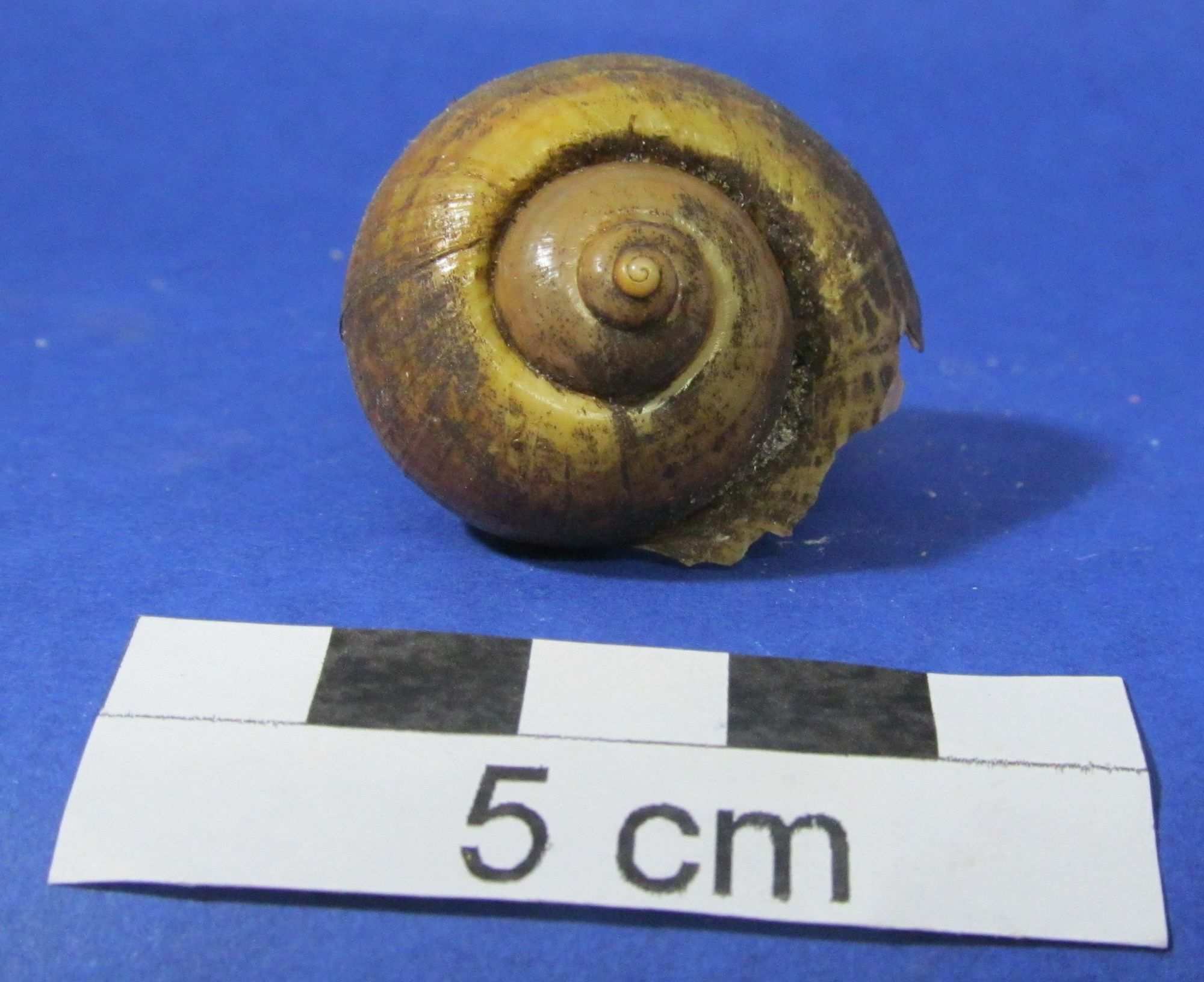 Pomacea linnaei