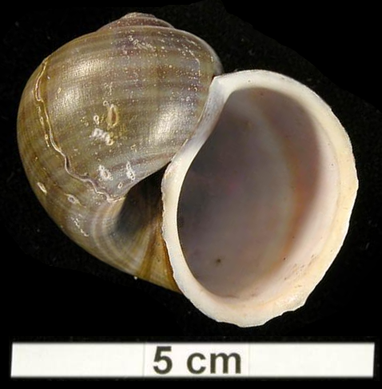Pomacea linnaei