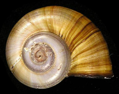 Pomacea linnaei