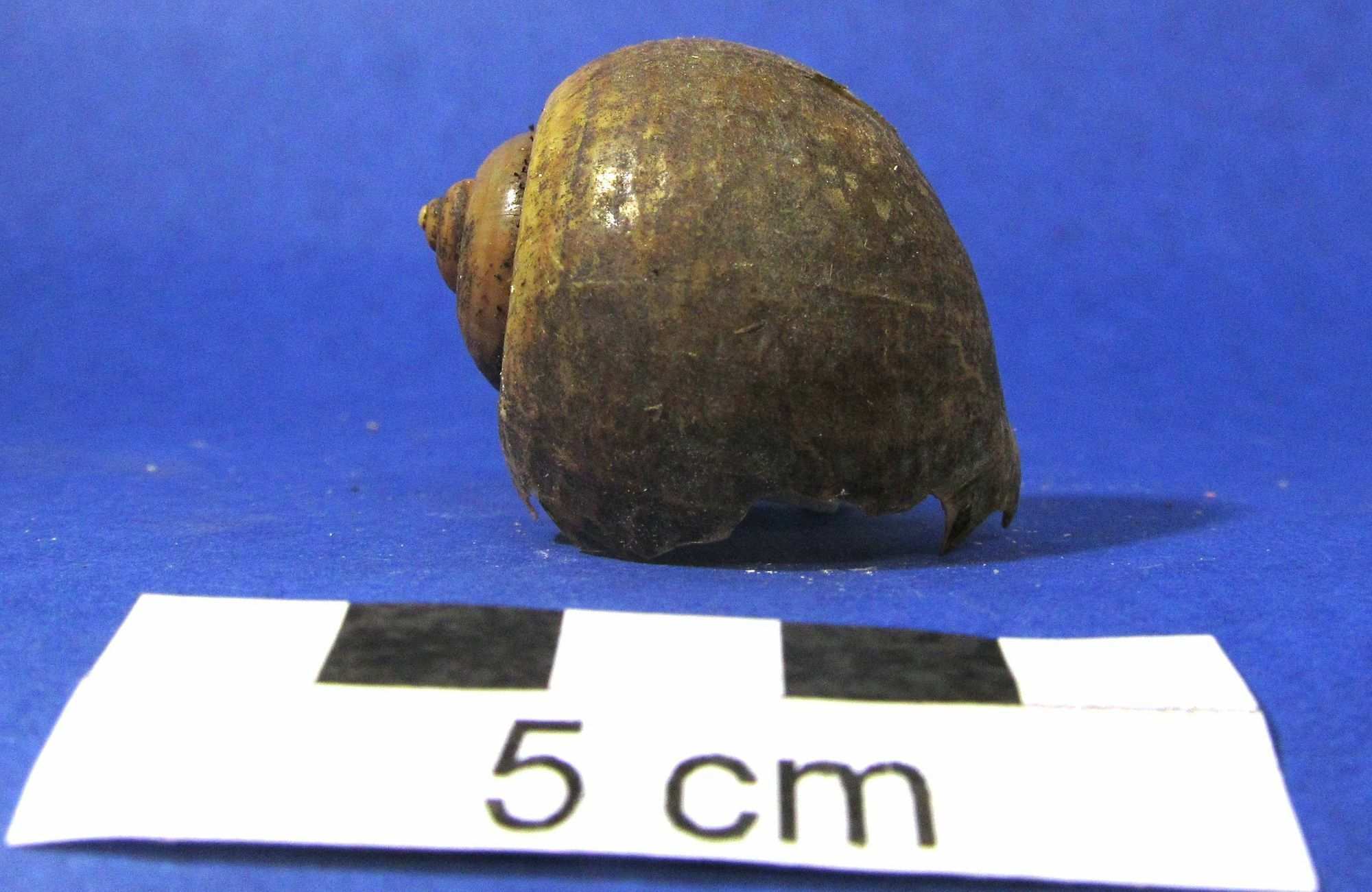 Pomacea linnaei