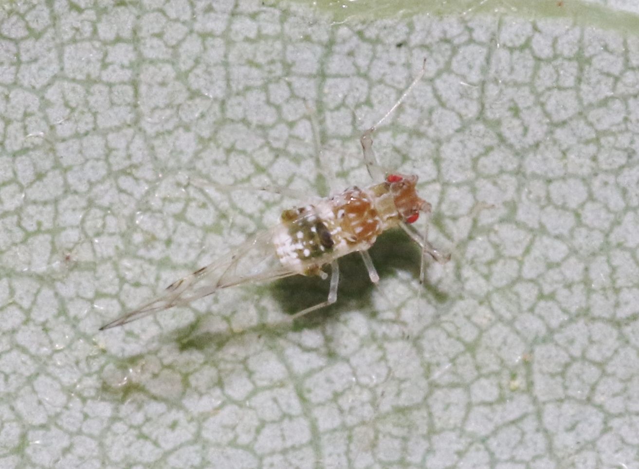 Drepanaphis