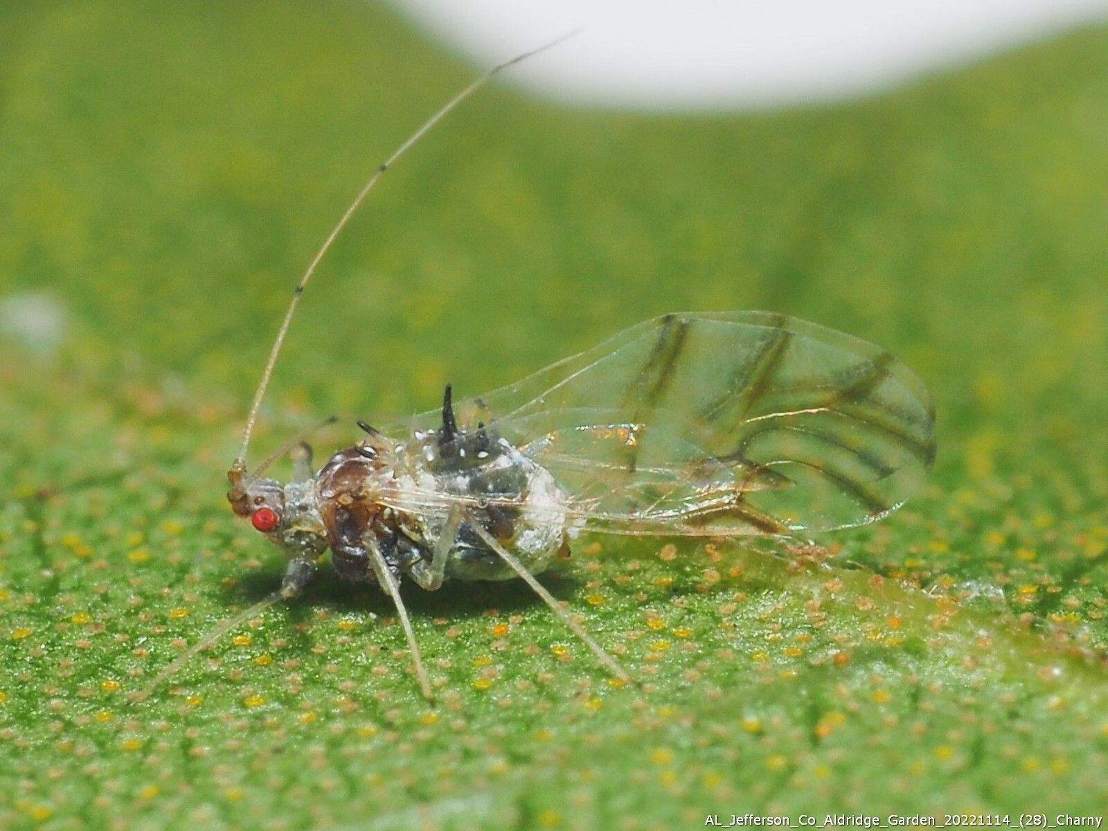 Drepanaphis