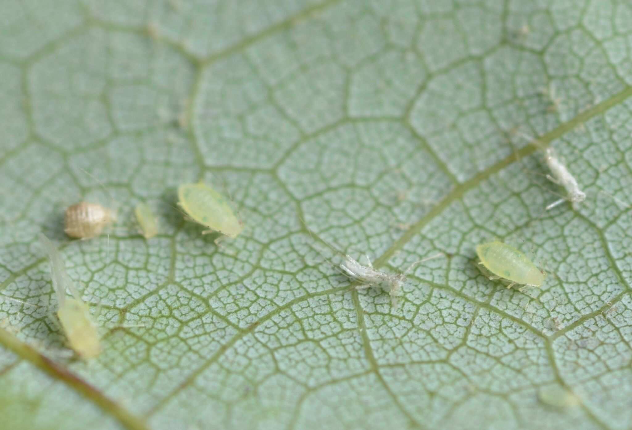 Drepanaphis