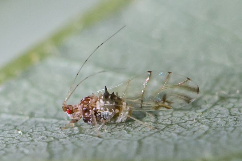 Drepanaphis