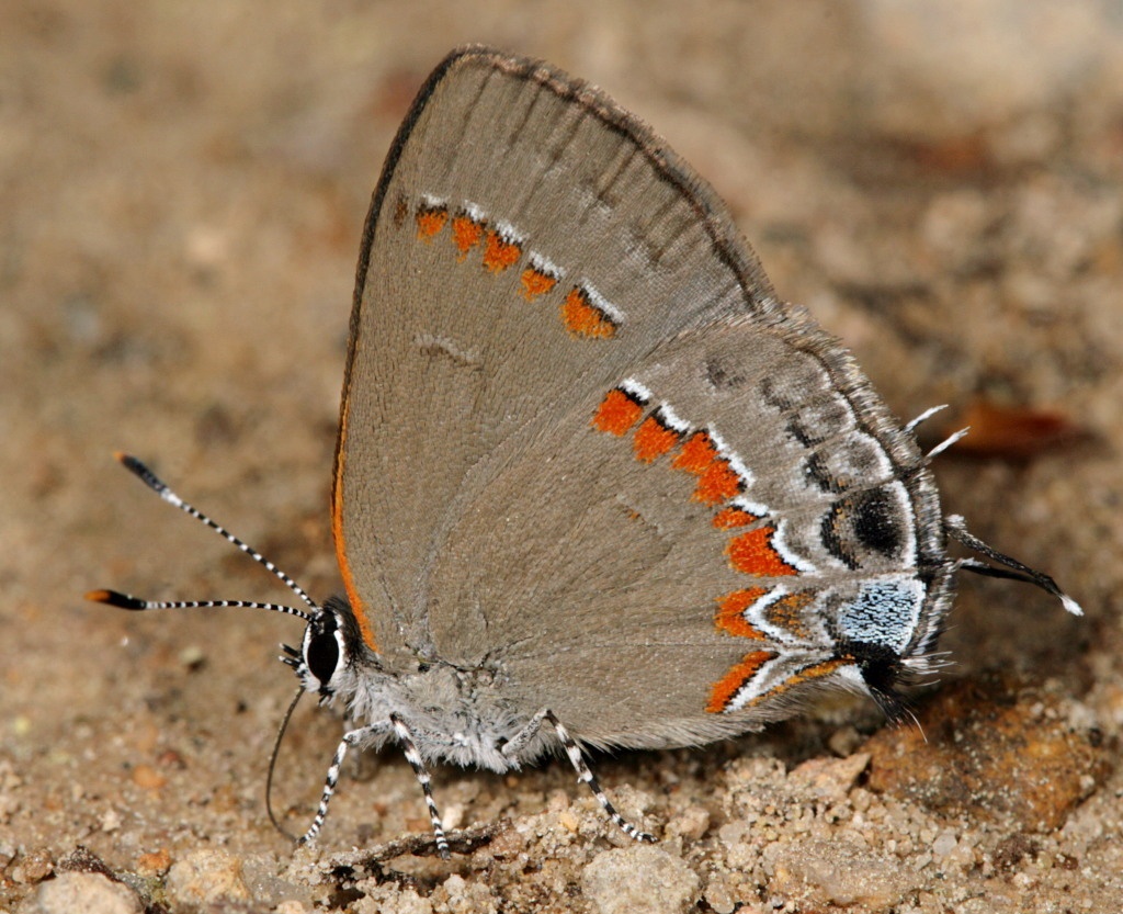 Calycopis