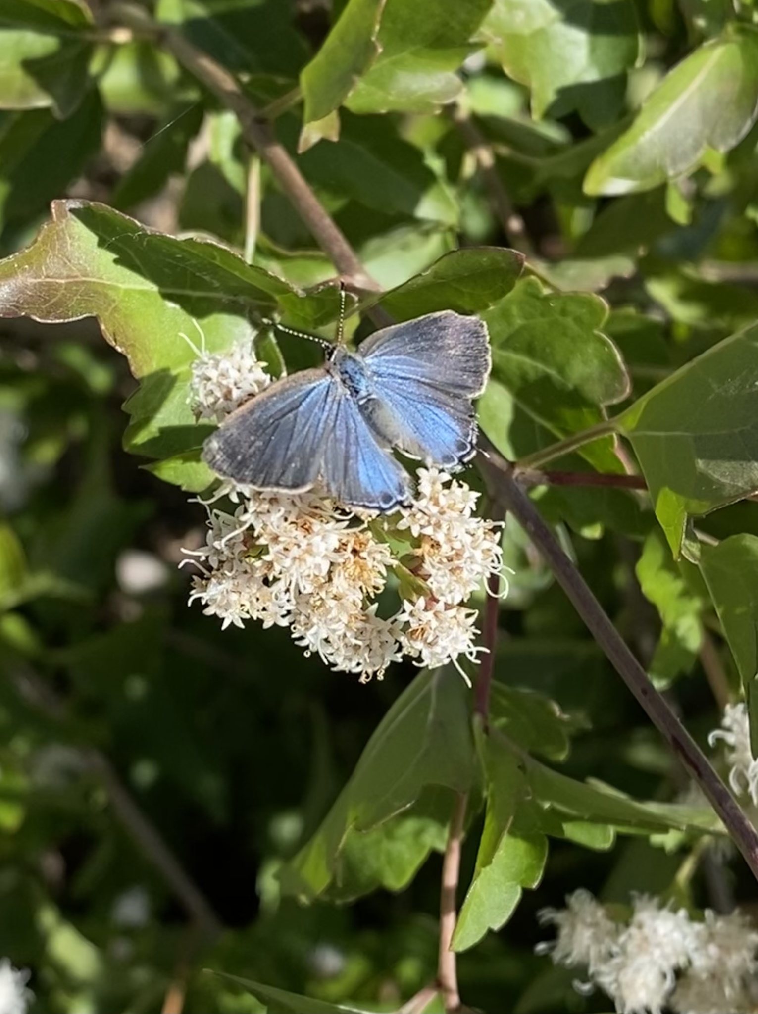 Calycopis