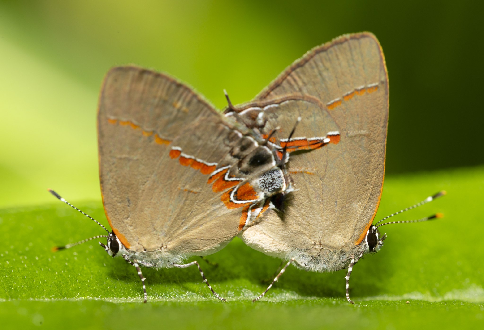Calycopis