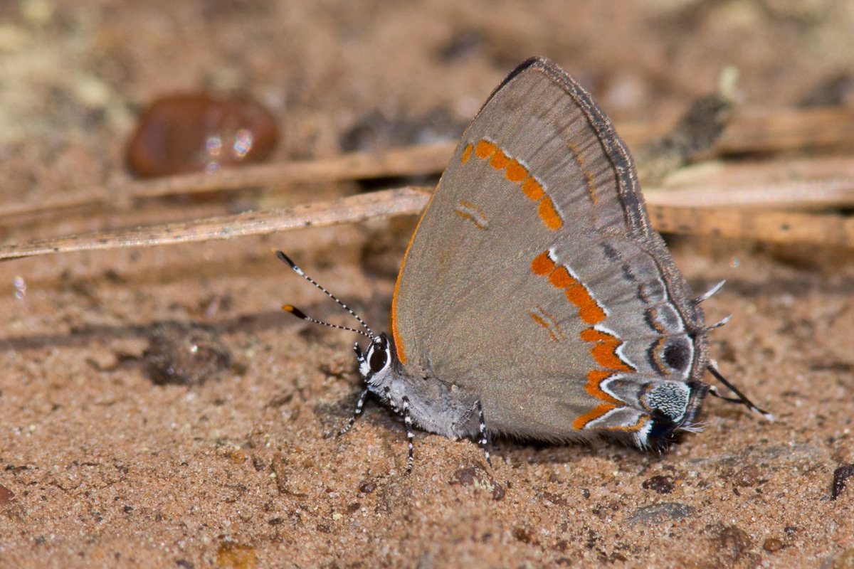 Calycopis